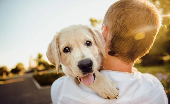 Según un estudio, los perros reflejan el nivel de estrés de sus dueños