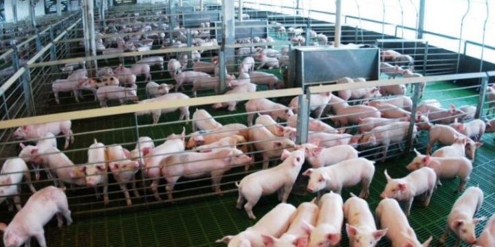 De Pormag a Expormag: Otra movida para consolidar el nuevo perfil exportador en el sector productor de cerdos