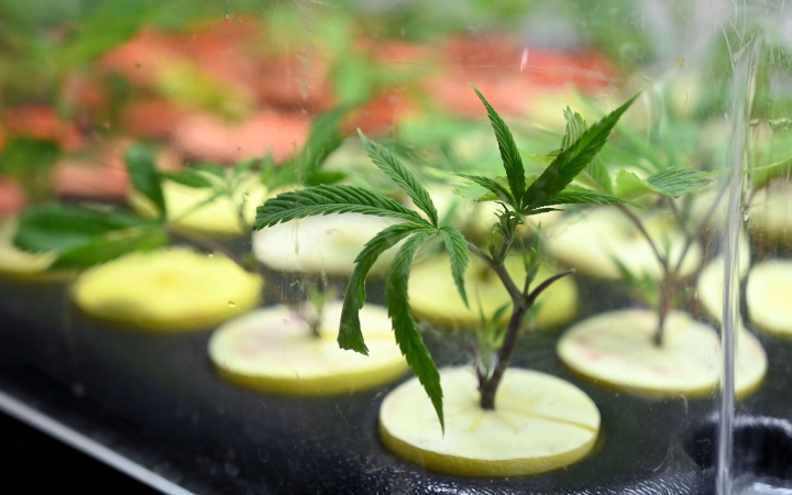 La Ciudad autorizó el cultivo de cannabis para uso medicinal