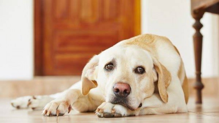 Cómo cuidar a las mascotas de los ruidos fuertes en estas fiestas