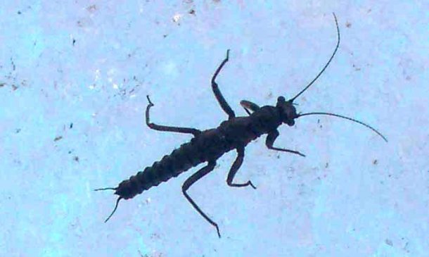 'El Dragón de la Patagonia', el bicho al que le gusta el frío