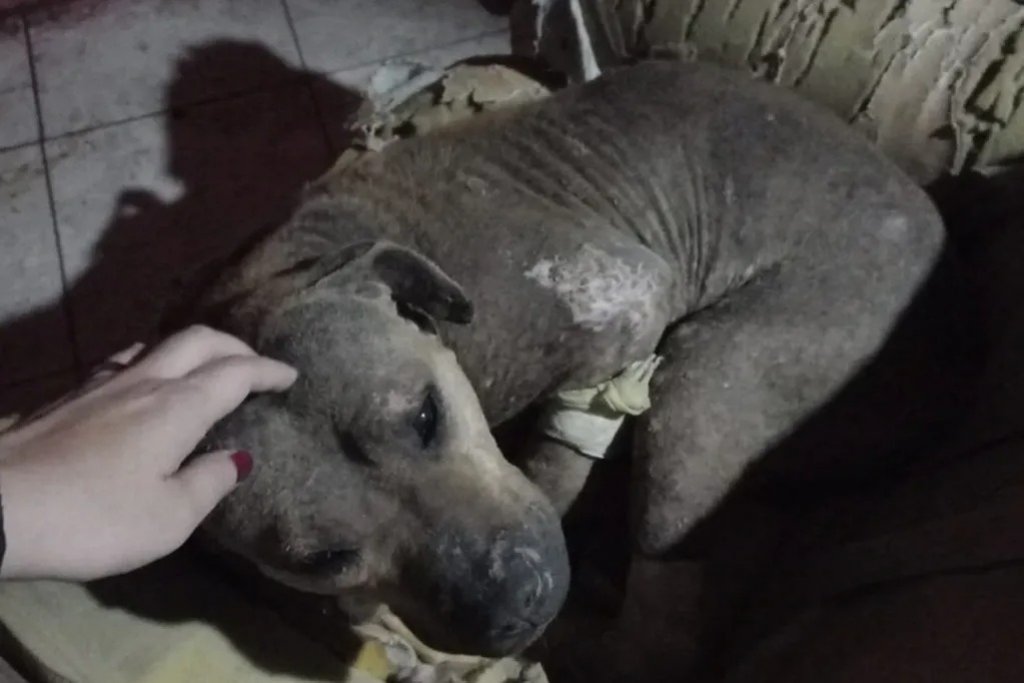 Rescataron a Guadalupe, una perra torturada que era usada para macumbas