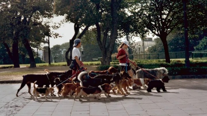 Curso para paseadores de perros en la UBA: r&eacute;cord de mascotas en Argentina
