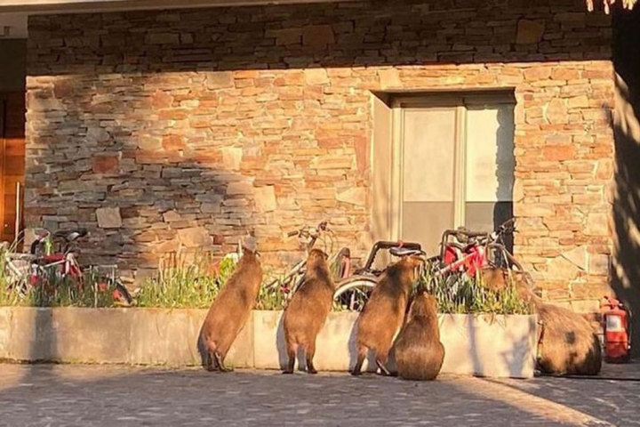 Invasión de carpinchos en Nordelta