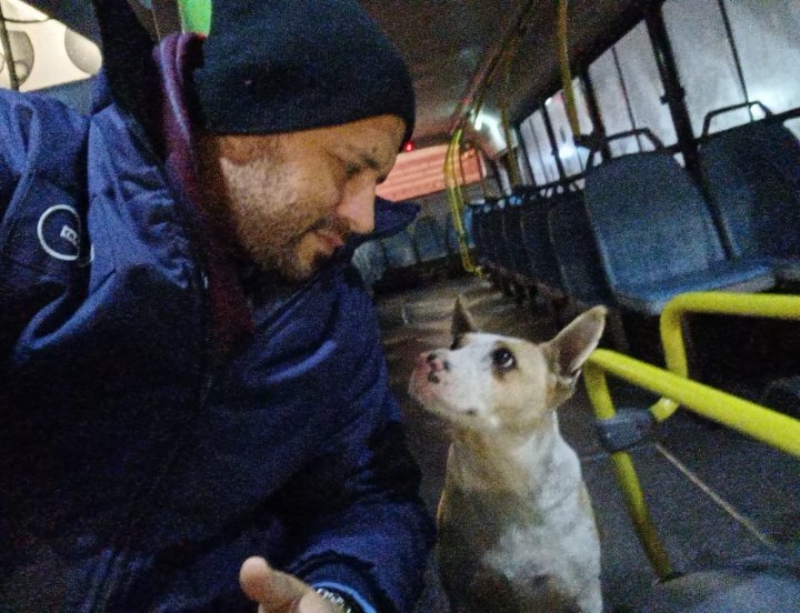 Corchito: el perro que acompaña a los colectiveros y es furor en La Plata
