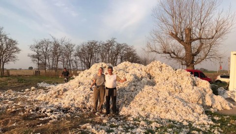 La producción de algodón en Bragado, un proyecto que se pudo hacer realidad en 10 años