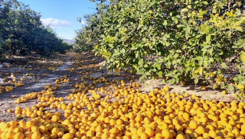 Productora citrícola de Eldorado, Misiones: “Nadie quiere trabajar y voy a perder 1000 toneladas de limón”