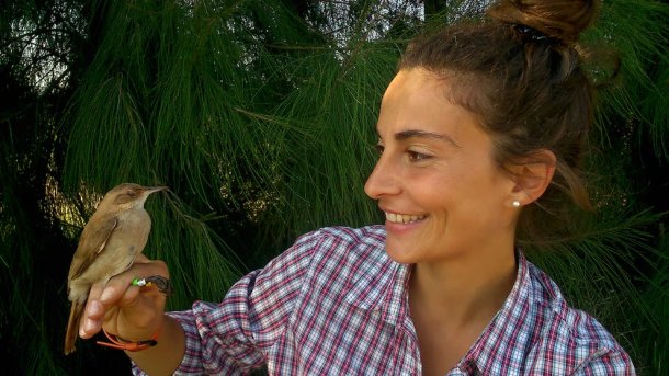 Biólogos argentinos se encuentran investigando al hornero y su nido