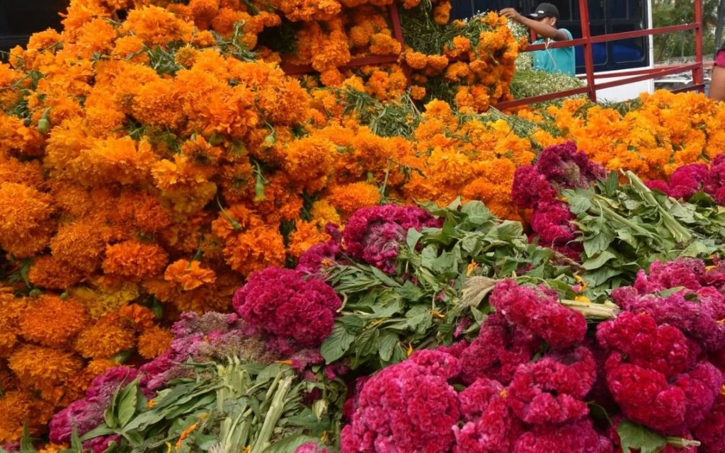 Patricia Cruz : &quot;Somos los principales productores de la Flor de la quebrada&quot;