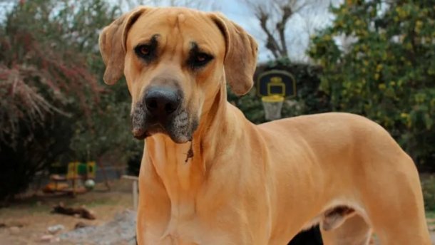 La increíble travesía del perro Milo: se escapó, lo vieron en una isla y apareció solo en su casa