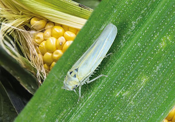 Piden la declaración de emergencia agrícola por la plaga de chicharrita que está haciendo estragos en la producción de maíz