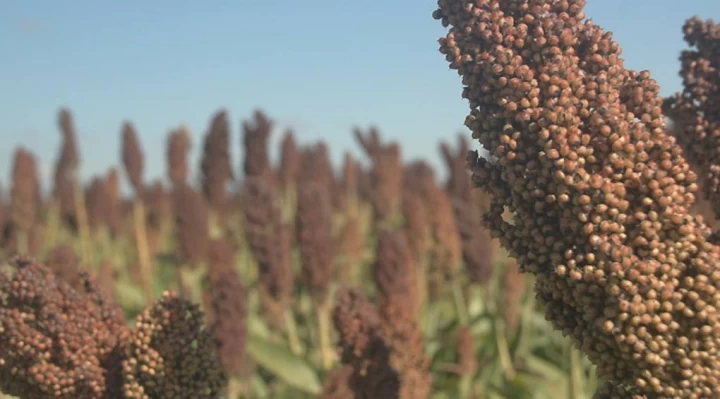 Sorgo forrajero: Lanzaron un híbrido para combatir malezas