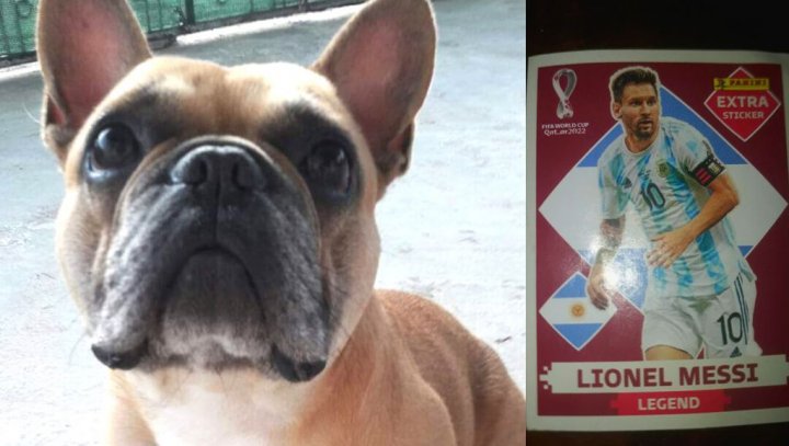 Un niño de siete años ofrece la figurita de Messi como recompensa para encontrarle el perro a su amiga