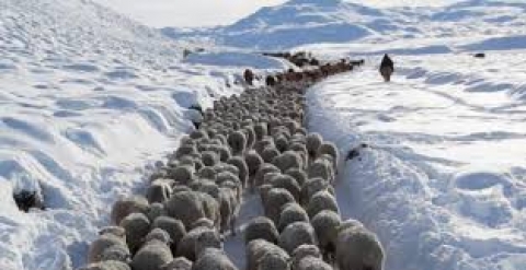 Y qué sucedió en Chubut luego de la gran nevada? Volvió la sequía, cayó el stock, se demora la Ley Ovina y a la lana le subieron las retenciones