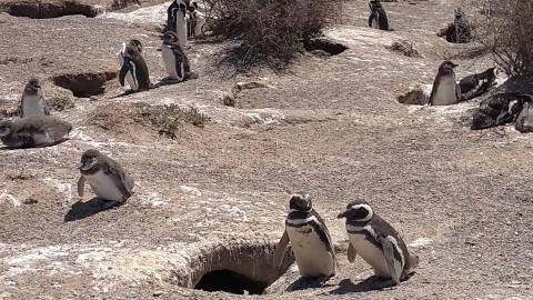 Masacre de pingüinos en Punta Tombo: pisó a más de 100 y aplastó 140 nidos