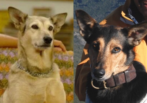 La increíble historia de los perros de 'Casados con hijos' y 'Los simuladores'