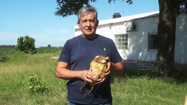 Aníbal Molina: "En Bragado, provincia de Buenos Aires, estoy haciendo la primera experiencia con la remolacha azucarera"