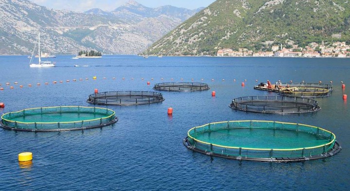 Sergio Bolasina: &quot;La acuicultura es el cultivo de diversas especies marinas&quot;