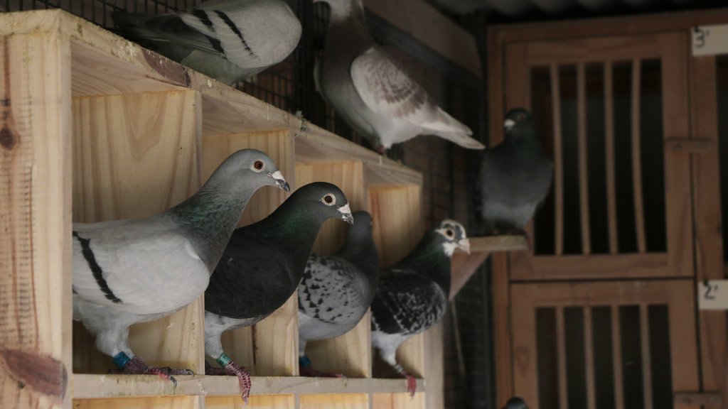 ¿Cómo son las competencias de palomas mensajeras?