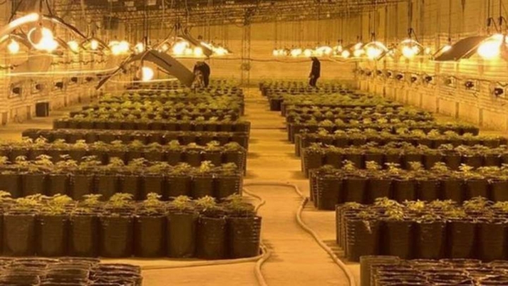 El invernadero de marihuana más grande del país que fue desbaratado en San Antonio de Areco 