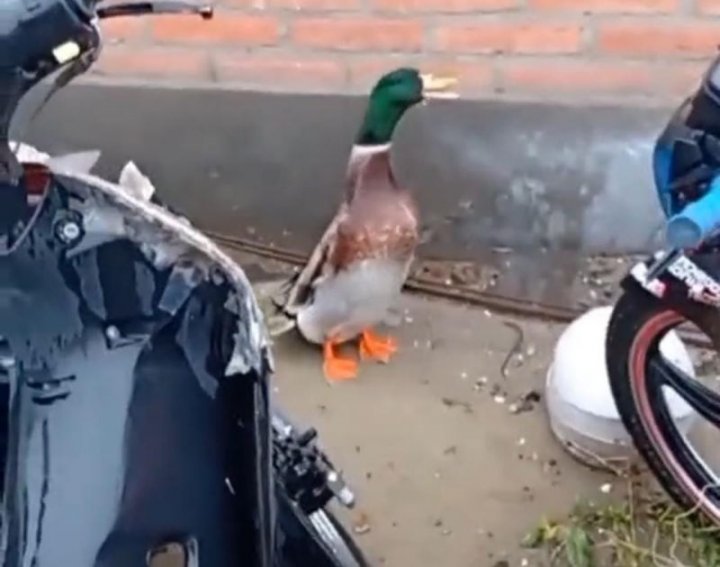 Rescató a un pato que estaba perdido en una comisaría de Puerto Madryn