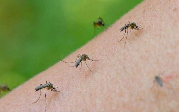 Mónica Foccoli sobre la invasión de mosquitos: 
