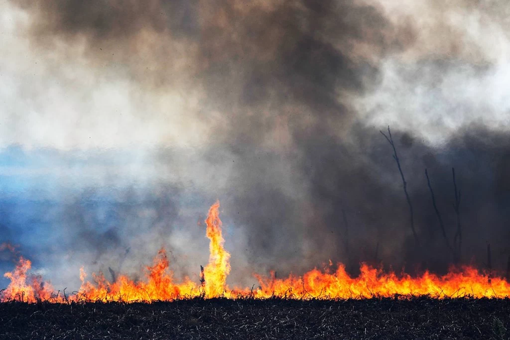 El humo de los incendios en el Delta ¿Afecta a los pulmones? - Radio ...