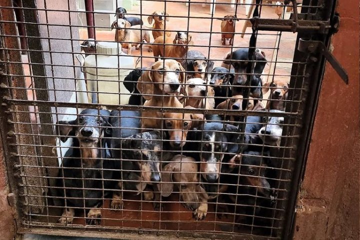 Activistas y abogados exigen que se prohíba la venta de animales en las plataformas de comercio electrónico