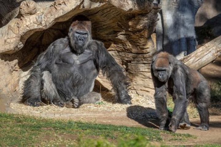 Estados Unidos: dos gorilas dieron positivo de Covid