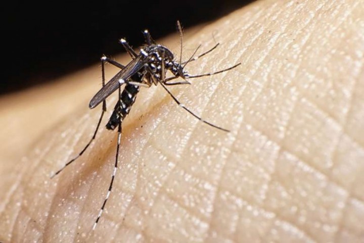 Rosario confirmó el primer caso de dengue importado en una paciente que además tiene coronavirus