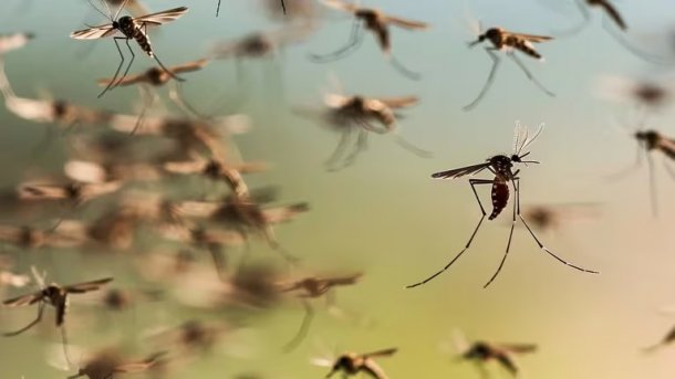 Roberto Debbag: "Los mosquitos que aparecieron en estos últimos días no son los que transmiten el dengue"