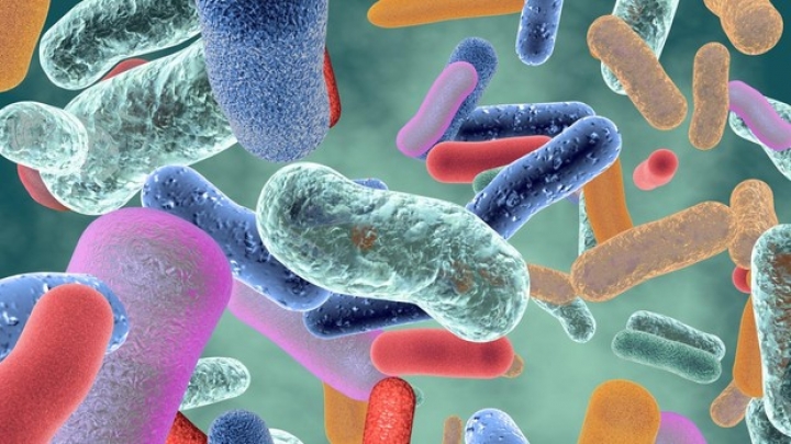 ¿Qué es la microbiota?