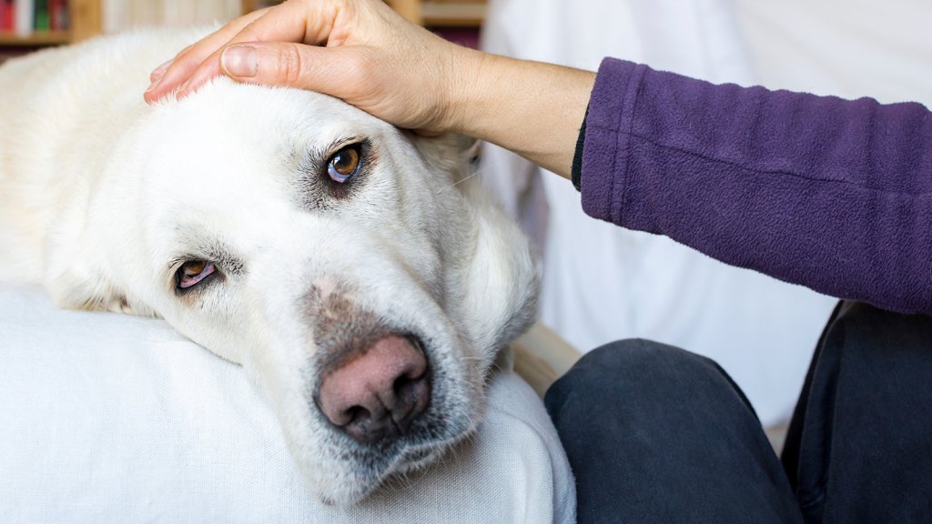 Alejandro Fusaro superó el cáncer y priorizaba que coma su perro: "Él estuvo toda la enfermedad al lado mio, me cuidaba todo el tiempo