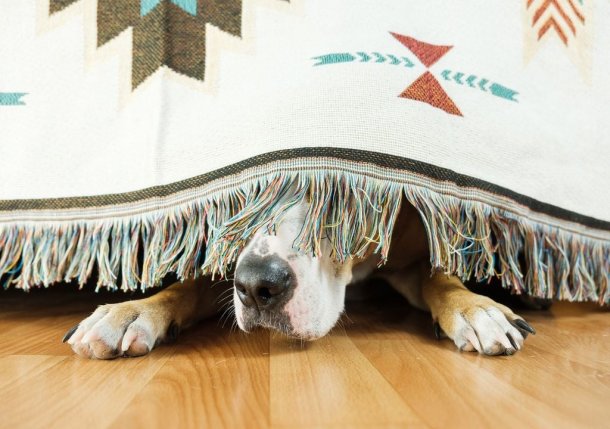 Llegan las fiestas: ¿Qué hacer con nuestras mascotas para evitar que sufran los cohetes?