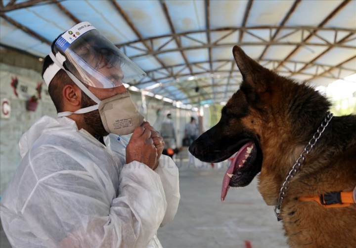Entrenan a perros para que detecten personas con coronavirus
