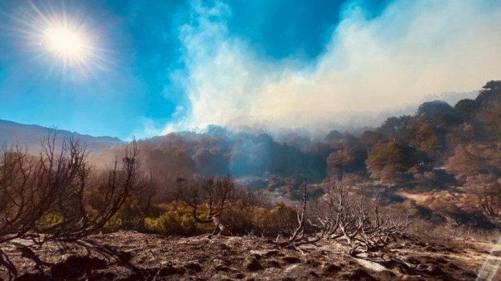 Continúa el incendio en Aluminé: ya hay cinco mil hectáreas afectadas