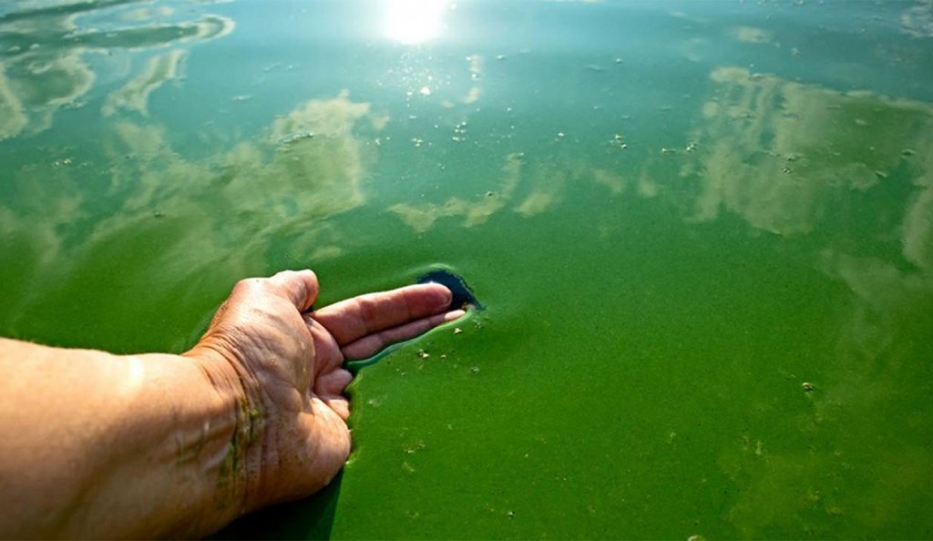 Cianobacterias en el Río de la Plata: Cómo prevenir la exposición al agua contaminada