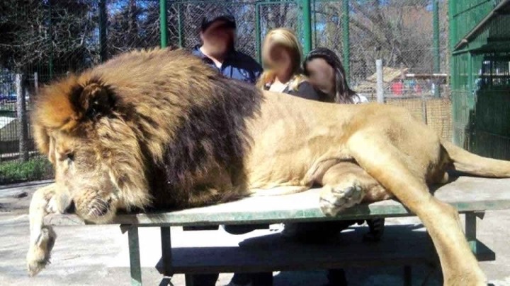 Clausuraron el Zoo de Luján: “Queremos que sea un santuario de animales”