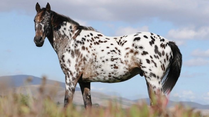 Era artista plástico y ahora cria caballos: &quot;Me estoy dando este lujo, que es mi pasión de siempre&quot;