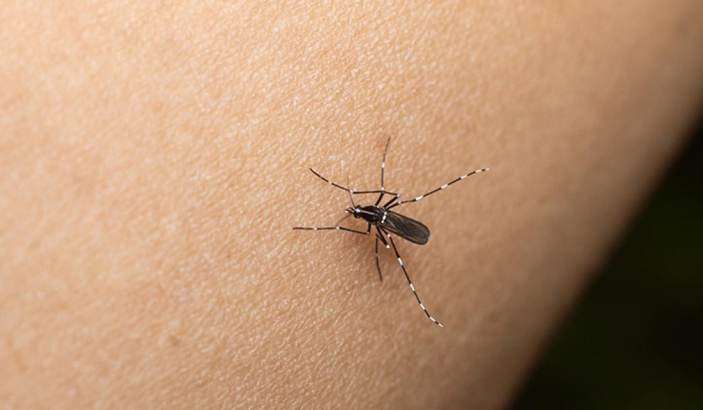 Guillermo Bordoli: “Los que ya han tenido Dengue son el grupo prioritario que debe vacunarse si o si”