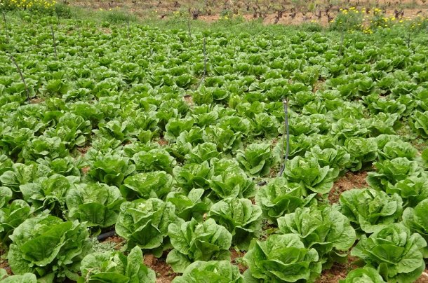 Oscar Liverotti: "Temperaturas muy altas y las fuertes precipitaciones arruinó todo lo que quedaba de plantaciones de lechuga"