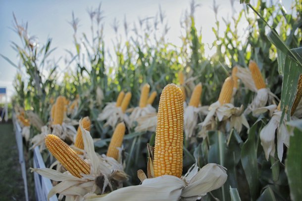 NK fortalece su presencia en Expoagro con un porfolio de alto rendimiento y más servicios para el productor