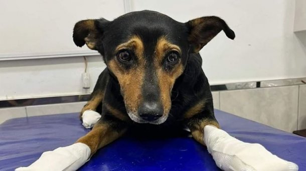 Pánico en Mendoza por el "mutilador de perros": les arranca las uñas a los animales para luego abandonarlos en un canal