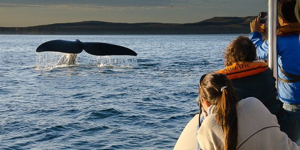 Jorge Schmid: “Estamos en la mejor época para el avistaje de ballenas en Puerto Pirámides”