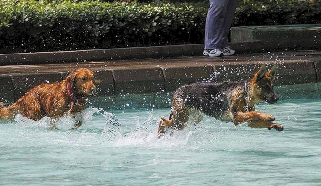 ¿Las mascotas sufren golpes de calor? Todo lo que tenés que saber, en la voz de un especialista