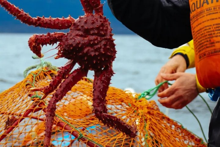 Vivía en Dock Sud, se mudó a Tierra del Fuego para pescar centollas y ahora recibe a chefs de todo el mundo