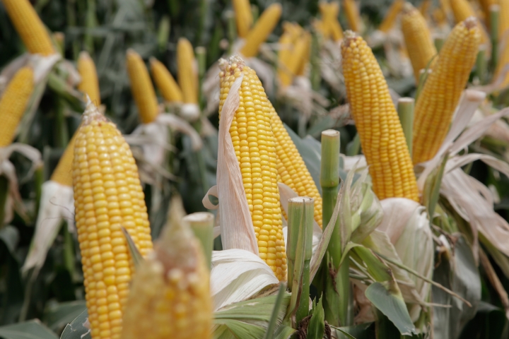 El campo en estado de alerta por la prohibición de exportar maíz: no descartan medidas de fuerza