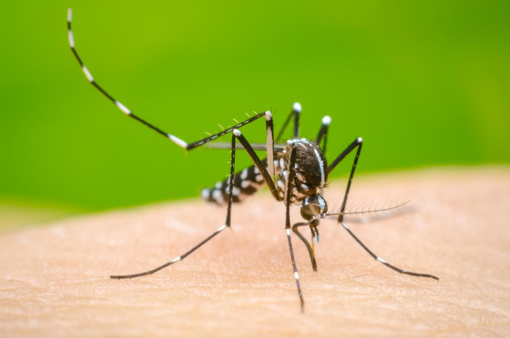 Luis Camera: &quot;La mejor manera de evitar brotes de Dengue es fumigar los barrios&quot;