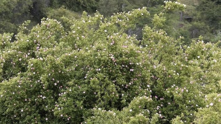 María Emilia Fernández: &quot;La rosa mosqueta es una especie exótica invasora&quot;