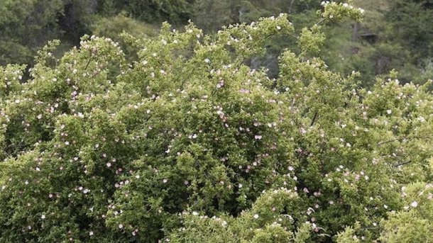 María Emilia Fernández: "La rosa mosqueta es una especie exótica invasora"